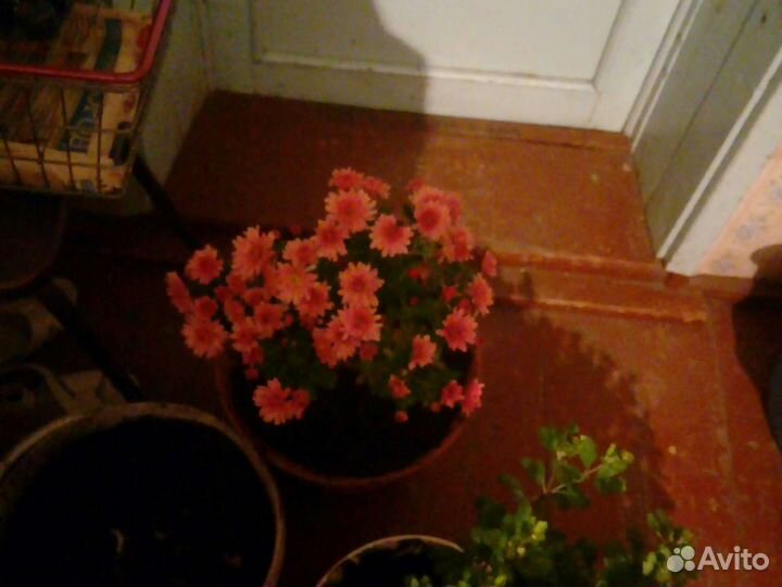 Хризантемы мультифлора