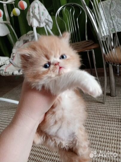 Котята персы