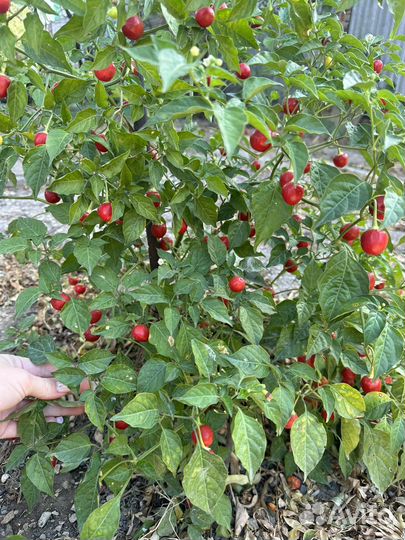 Семена острого перца