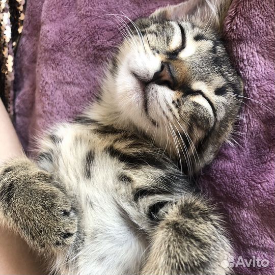 Передержка кошек