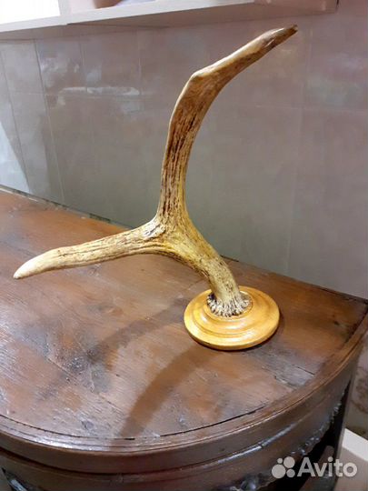 Рог лося на подставке