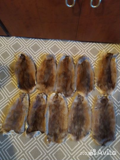 Меховые шкурки ондатры - 50 шт