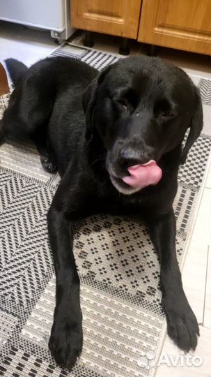 Лабрадор мальчик
