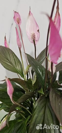 Спатифиллум беллини розовый