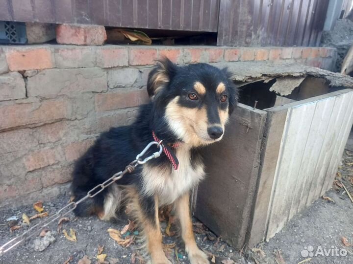 Собака бесплатно