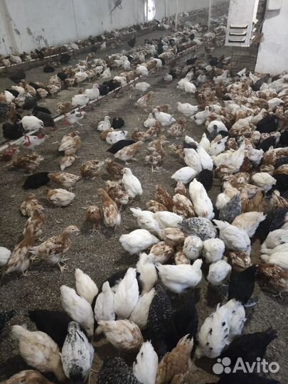 Цыплята- курочки Ломан Браун и помесные, 2 месяца