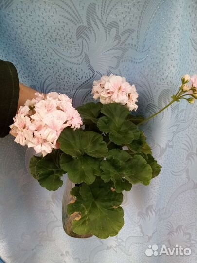 Пеларгония герань