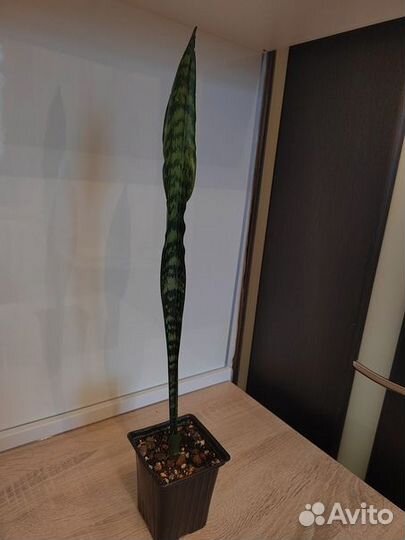 Сансевиерия