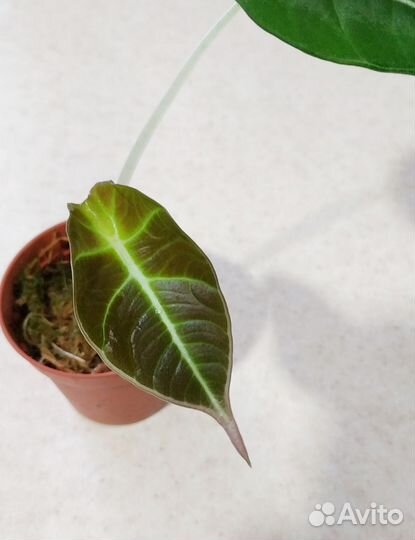 Алоказия black velvet