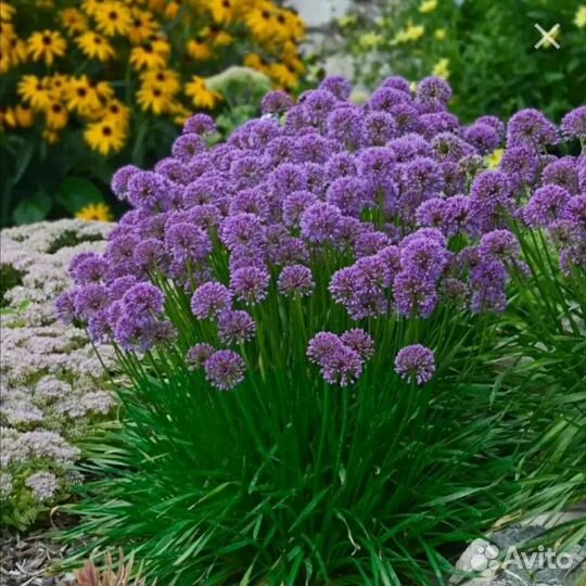 Лук шнитт и лук Слизун