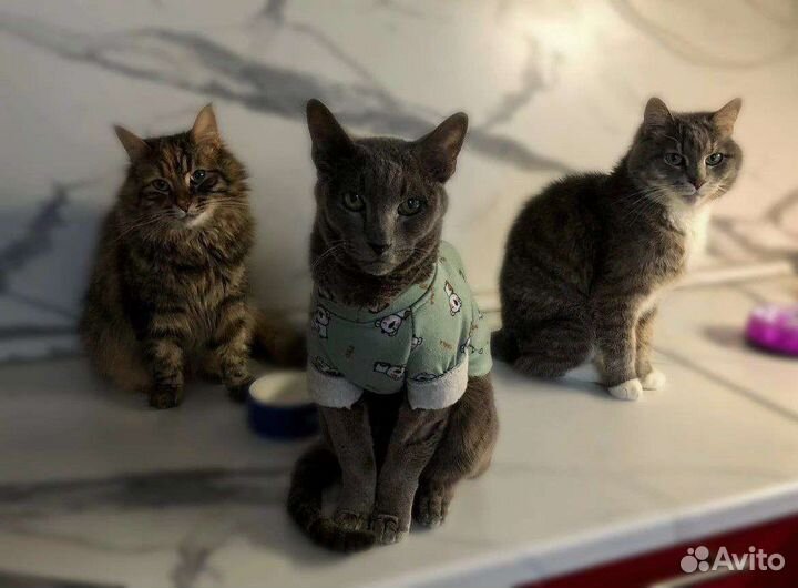 Передержка животных, кошек, догситтер, няня для ко