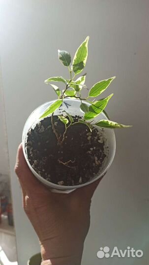 Фикус мелколистный, Калатея Орбифолия