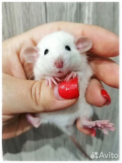 Крыски крысята крысы Домашние ручные ушастые