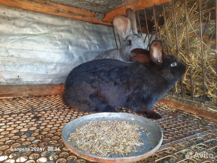 Кролики самки на племя