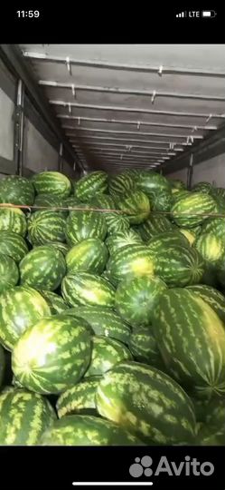 Арбуз оптом