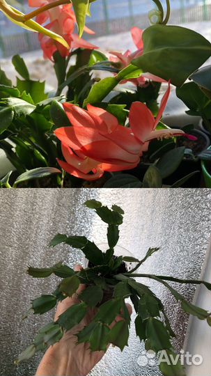 Декабрист белый, желтый, оранж