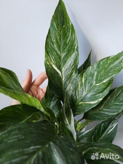 Спатифиллум Даймонд