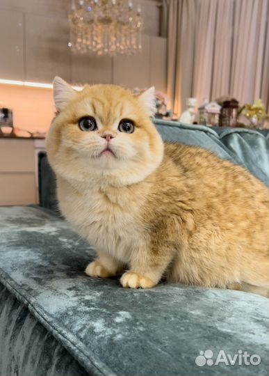 Роскошные золотые британские котята