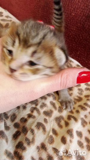 Котята бесплатно
