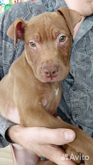 Щенки питбультерьера