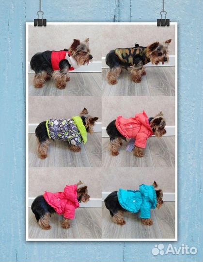 Одежда для собак мелких пород (скуратово-западный)