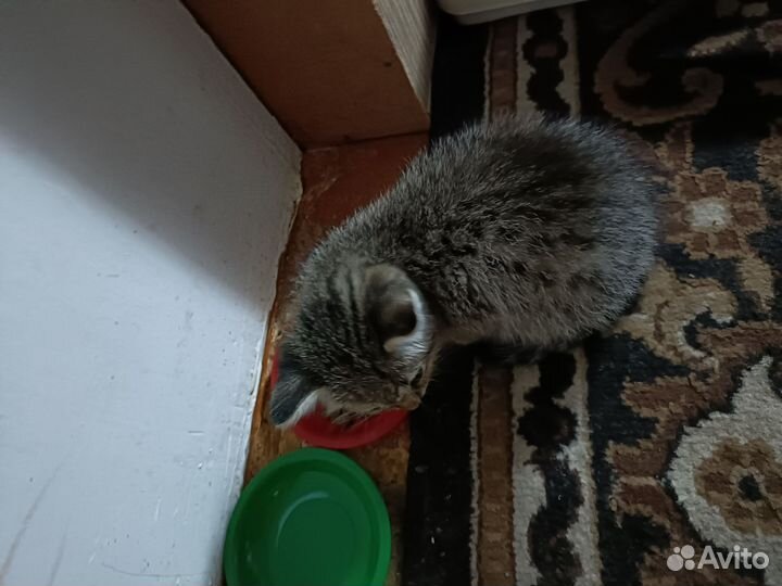 Отдам кота в добрые руки