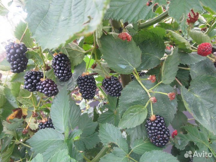 Саженцы ежевики бесшипной