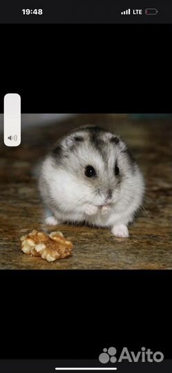 Джунгарский хомяк