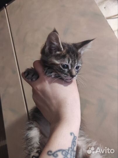 Котята мейн-кун