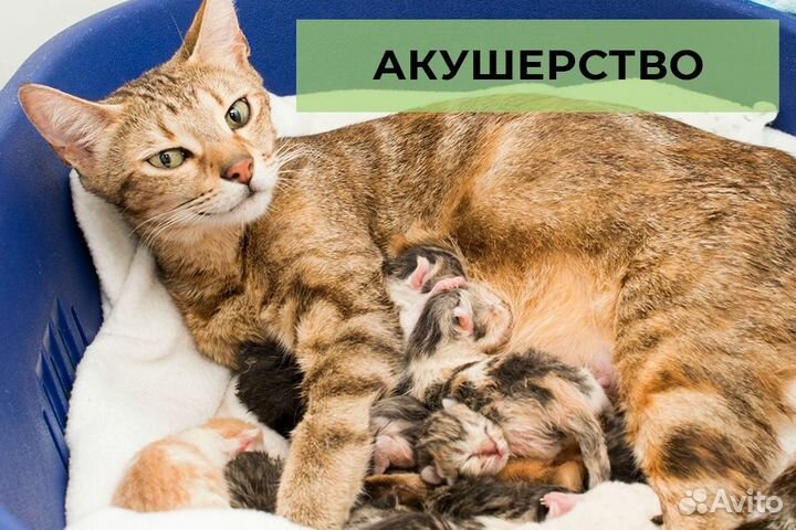 Врач - ветеринар частной практики. Выезд на дом