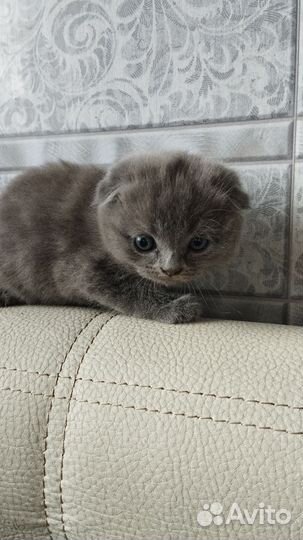 Шотландская