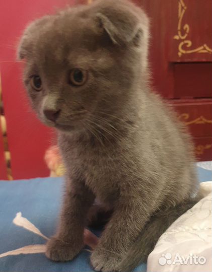 Вислоухий Котёнок в добрые руки бесплатно