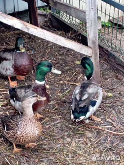 Молодой селезень подсадной утки