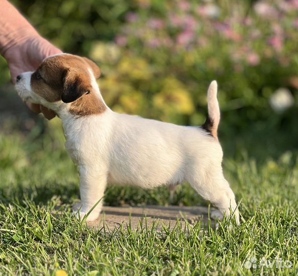 Джек Рассел терьер