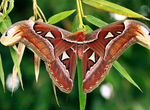 Тропические бабочки (приглашаю посмотреть)