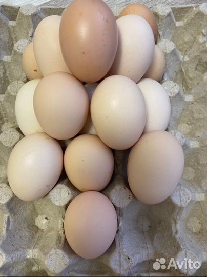 Инкубационное яйцо породистых кур