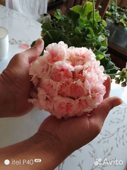 Пеларгония Ириол Еtеrnitе герань