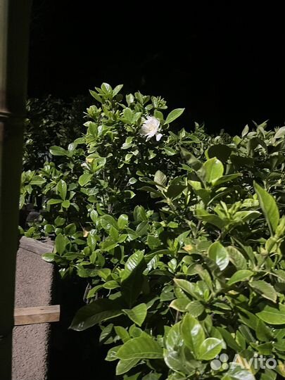 Гардения жасминовидная белая