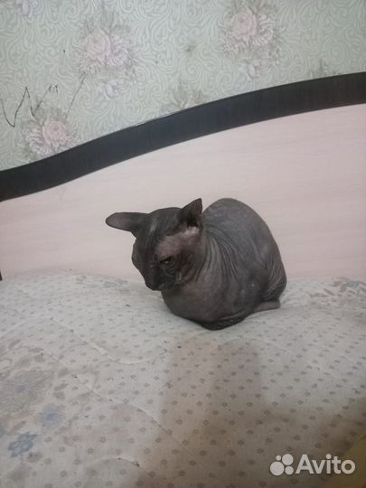 Кот сфинкс