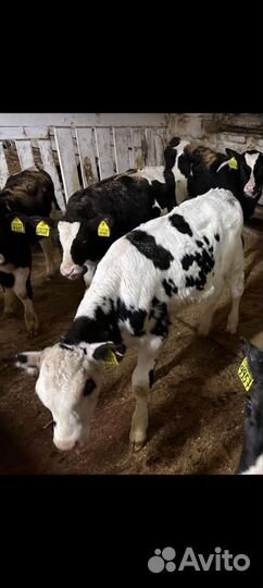 Телята бычки холмогорской породы