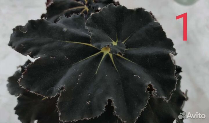 Бегонии 4 сорта