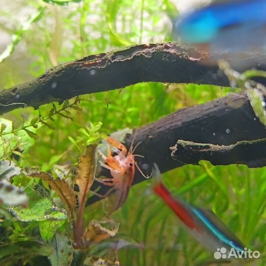 Мексиканский карликовый рак