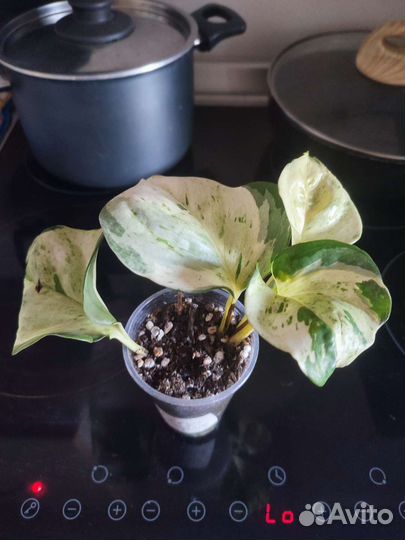 Эпеприум хеппи лиф