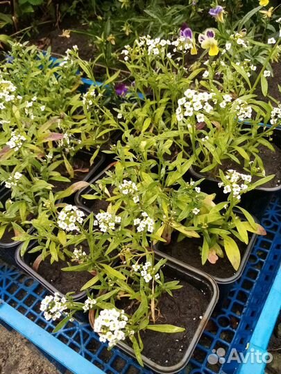 Рассада цветов