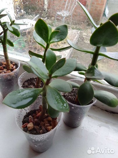 Денежное дерево,толстянка, отростки