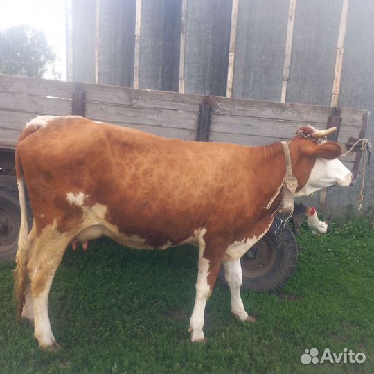 С/х животные