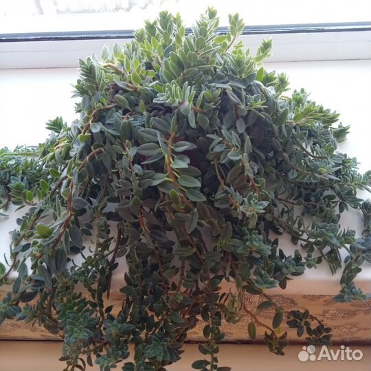 Эсхинантус