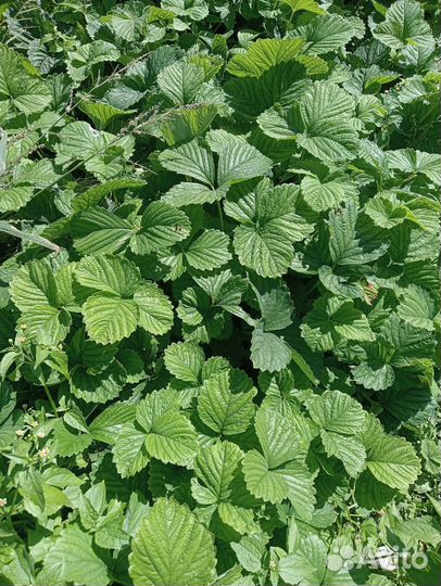 Рассада клубники