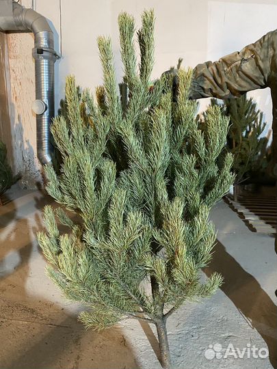 Сосна новогодняя