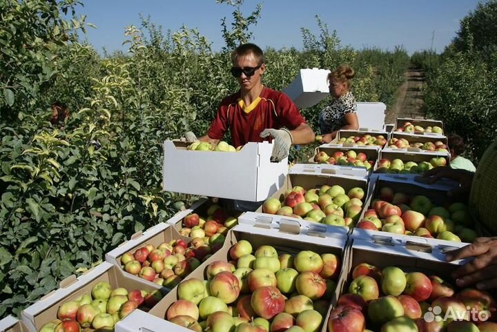 Вахта с питанием три раза сбор яблок высокая зп